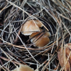 Marasmius elegans at Tallaganda State Forest - 28 Dec 2023 by Csteele4