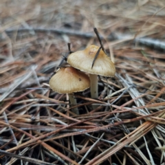 Inocybe sp. (Inocybe) at Tallaganda State Forest - 28 Dec 2023 by Csteele4