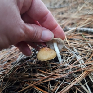 Inocybe sp. at QPRC LGA - 28 Dec 2023