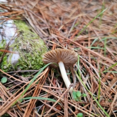 Inocybe sp. at QPRC LGA - 28 Dec 2023