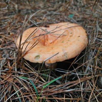 Lactarius deliciosus (Saffron Milkcap) at QPRC LGA - 28 Dec 2023 by Csteele4