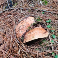 Lactarius deliciosus at QPRC LGA - 28 Dec 2023