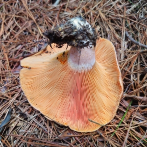 Lactarius deliciosus at QPRC LGA - 28 Dec 2023