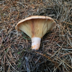 Lactarius deliciosus at QPRC LGA - 28 Dec 2023