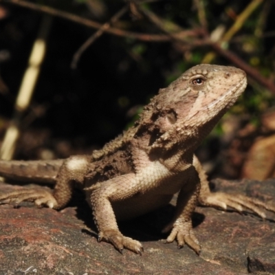 Rankinia diemensis at Kambah, ACT - 28 Dec 2023 by JohnBundock