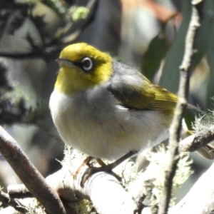 Zosterops lateralis at Tidbinbilla Nature Reserve - 28 Dec 2023