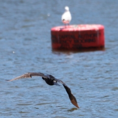 Phalacrocorax carbo (Great Cormorant) at Lake Burley Griffin West - 28 Dec 2023 by JimL