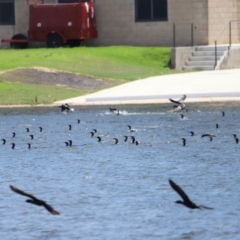 Phalacrocorax carbo at Yarralumla, ACT - 28 Dec 2023 02:19 PM