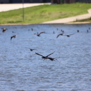 Phalacrocorax carbo at Yarralumla, ACT - 28 Dec 2023 02:19 PM