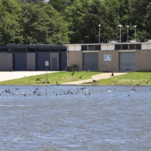 Phalacrocorax carbo at Yarralumla, ACT - 28 Dec 2023 02:19 PM