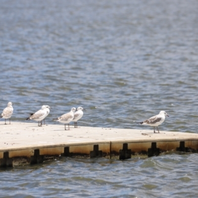 Chroicocephalus novaehollandiae (Silver Gull) at Yarralumla, ACT - 28 Dec 2023 by JimL