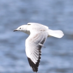 Chroicocephalus novaehollandiae (Silver Gull) at Lake Burley Griffin West - 28 Dec 2023 by JimL