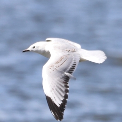 Chroicocephalus novaehollandiae (Silver Gull) at Lake Burley Griffin West - 28 Dec 2023 by JimL