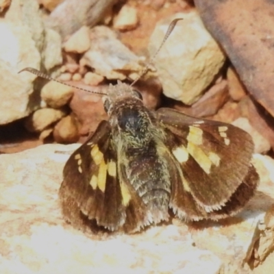 Trapezites phigalioides (Montane Ochre) at Tidbinbilla Nature Reserve - 28 Dec 2023 by JohnBundock