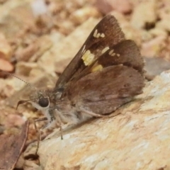 Trapezites phigalioides at Tidbinbilla Nature Reserve - 28 Dec 2023