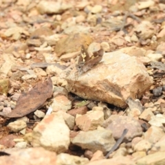 Trapezites phigalioides at Tidbinbilla Nature Reserve - 28 Dec 2023