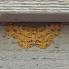 Ectropis excursaria (Common Bark Moth) at QPRC LGA - 28 Dec 2023 by Csteele4