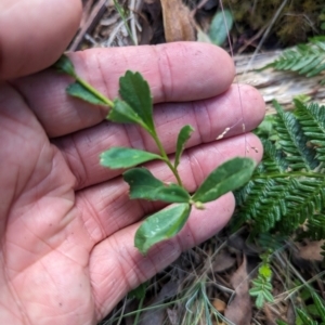 Brachyscome spathulata at Micalong Gorge - 28 Dec 2023