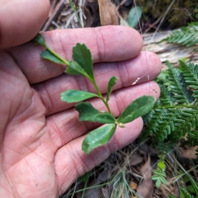 Brachyscome spathulata (Coarse Daisy, Spoon-leaved Daisy) at Micalong Gorge - 28 Dec 2023 by Wildlifewarrior80