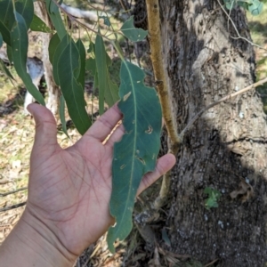 Eucalyptus bridgesiana at Micalong Gorge - 28 Dec 2023