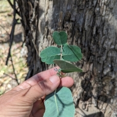 Eucalyptus bridgesiana at Micalong Gorge - 28 Dec 2023 03:22 PM