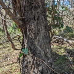 Eucalyptus bridgesiana at Micalong Gorge - 28 Dec 2023