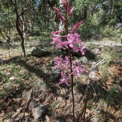 Dipodium roseum (Rosy Hyacinth Orchid) at Micalong Gorge - 28 Dec 2023 by Wildlifewarrior80