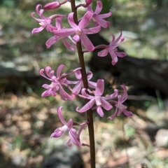 Dipodium roseum at Micalong Gorge - 28 Dec 2023