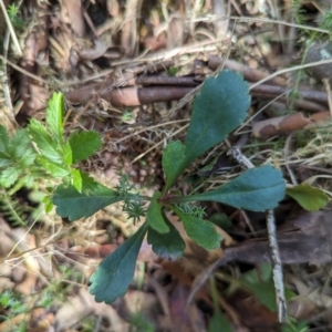 Brachyscome spathulata at Micalong Gorge - 28 Dec 2023 02:46 PM