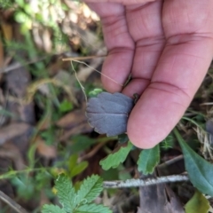 Brachyscome spathulata at Micalong Gorge - 28 Dec 2023 02:46 PM