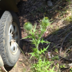 Cirsium vulgare at Micalong Gorge - 28 Dec 2023