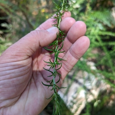 Cassinia aculeata subsp. aculeata (Dolly Bush, Common Cassinia, Dogwood) at Micalong Gorge - 28 Dec 2023 by brettguy80