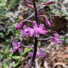 Dipodium roseum (Rosy Hyacinth Orchid) at Micalong Gorge - 28 Dec 2023 by Wildlifewarrior80
