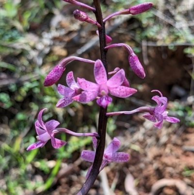 Dipodium roseum (Rosy Hyacinth Orchid) at Micalong Gorge - 28 Dec 2023 by brettguy80