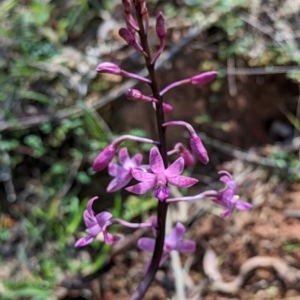 Dipodium roseum at Micalong Gorge - 28 Dec 2023