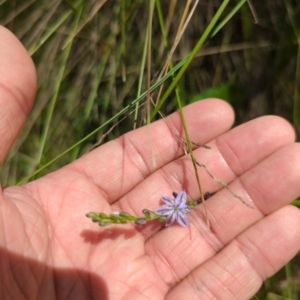 Caesia calliantha at Micalong Gorge - 28 Dec 2023