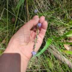 Caesia calliantha at Micalong Gorge - 28 Dec 2023