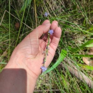 Caesia calliantha at Micalong Gorge - 28 Dec 2023 02:13 PM