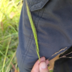 Dichelachne sp. at Micalong Gorge - 28 Dec 2023 02:10 PM