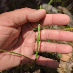 Hemarthria uncinata (Matgrass) at Wee Jasper, NSW - 28 Dec 2023 by brettguy80