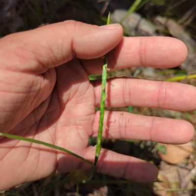 Hemarthria uncinata (Matgrass) at Micalong Gorge - 28 Dec 2023 by Wildlifewarrior80