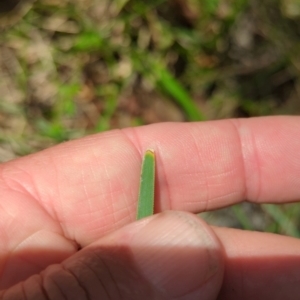 Lomandra multiflora at Micalong Gorge - 28 Dec 2023