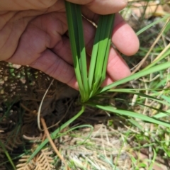 Lomandra multiflora at Micalong Gorge - 28 Dec 2023