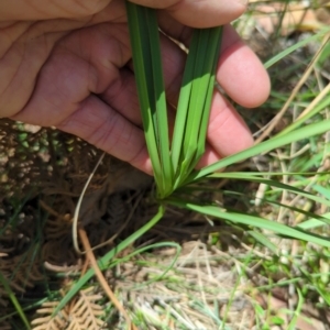 Lomandra multiflora at Micalong Gorge - 28 Dec 2023 02:05 PM