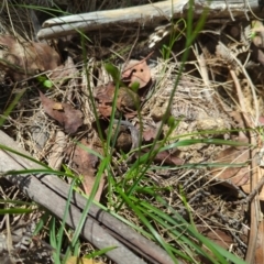 Caesia calliantha (Blue Grass-lily) at Micalong Gorge - 28 Dec 2023 by Wildlifewarrior80