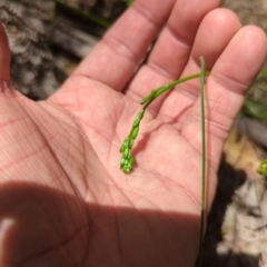 Caesia calliantha at Micalong Gorge - 28 Dec 2023