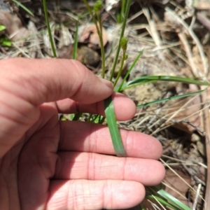 Caesia calliantha at Micalong Gorge - 28 Dec 2023