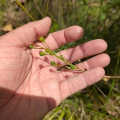 Bulbine sp. at Micalong Gorge - 28 Dec 2023 by Wildlifewarrior80