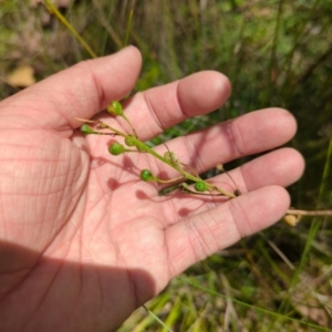 Bulbine sp. at Micalong Gorge - 28 Dec 2023 02:00 PM