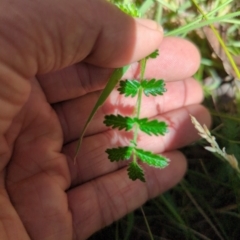 Acaena x ovina (Sheep's Burr) at Micalong Gorge - 28 Dec 2023 by Wildlifewarrior80